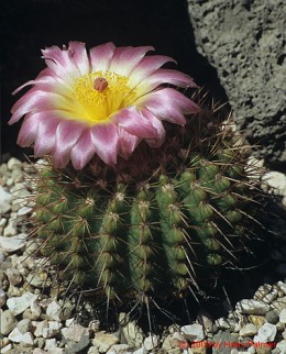 Notocactus cv. CHP90